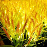Modern and Stylish Wheat Light Flower Lights for Garden Decoration Patio Decoration Wedding Decoration (Pack of 10 with driver)