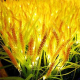 Modern and Stylish Wheat Light Flower Lights for Garden Decoration Patio Decoration Wedding Decoration (Pack of 10 with driver)